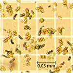 Phases of batch cellular growth