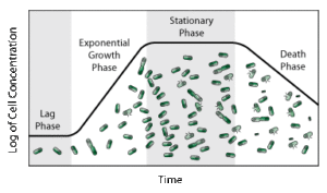 Phases of batch cellular growth